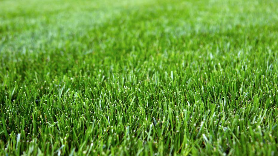 Closeup of Fesnova Tall Fescue grass blades