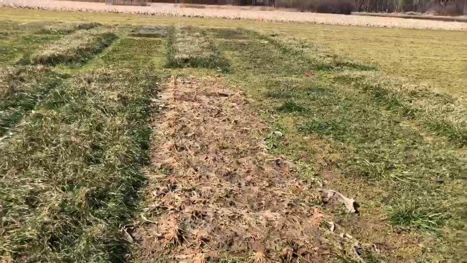 FragiBlaster Cover Crop Radish in a trial