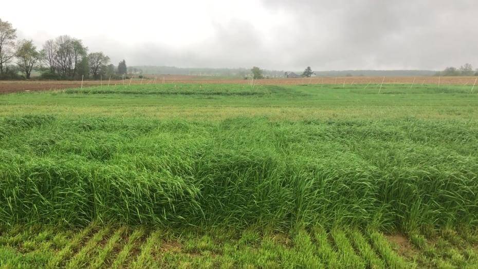 A field with various patches of vegetation.