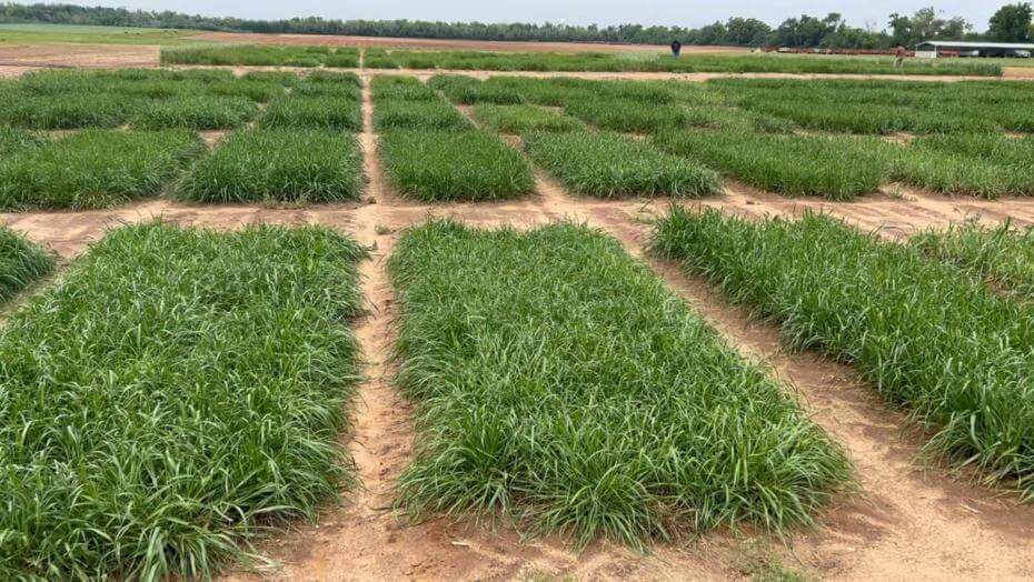 Annual ryegrass trial plots in Marianna, FL