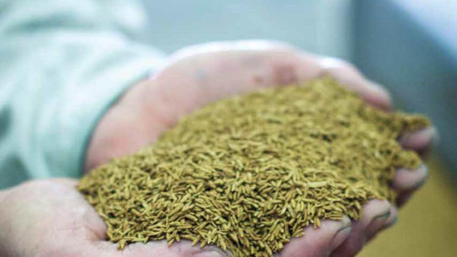 Hands holding coated seed.