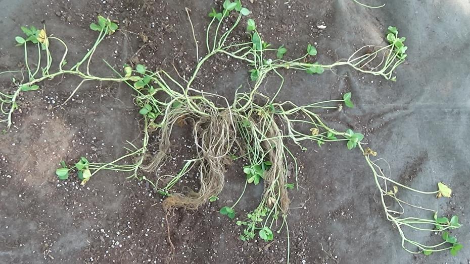 A Kakariki white clover plant showing its spread with stolons