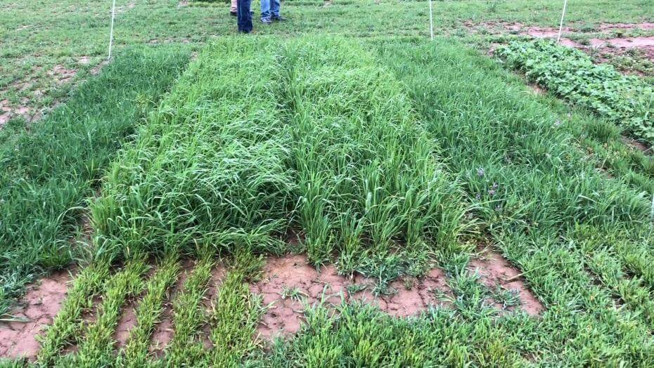 A field with various patches of vegetation.