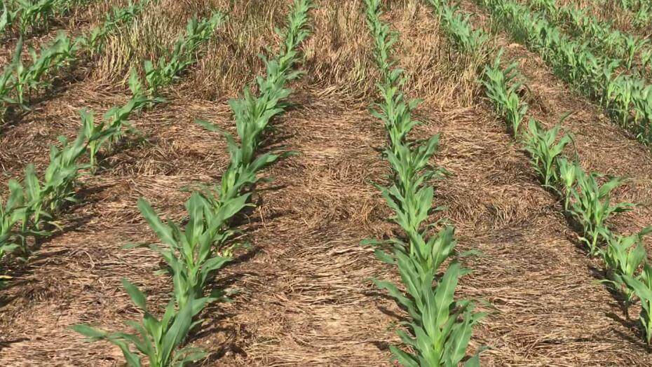 Green corn stalks growing in dry matter of other plants
