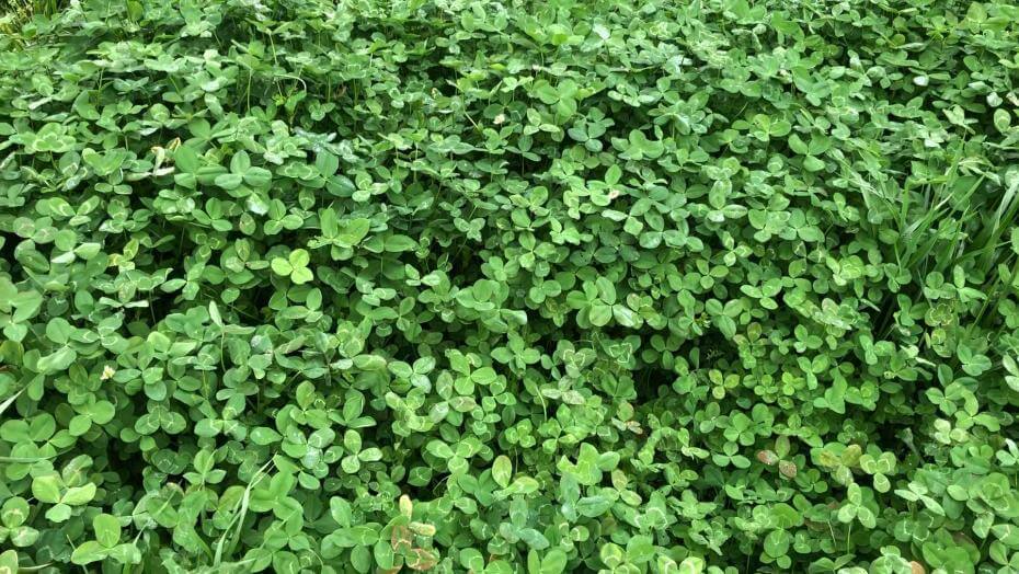 Viper balansa clover in a research trial
