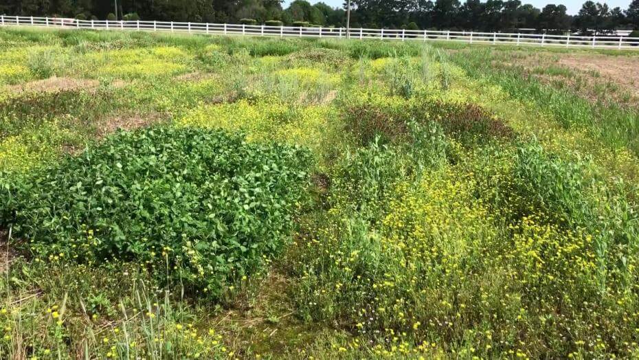 A field with various patches of vegetation.