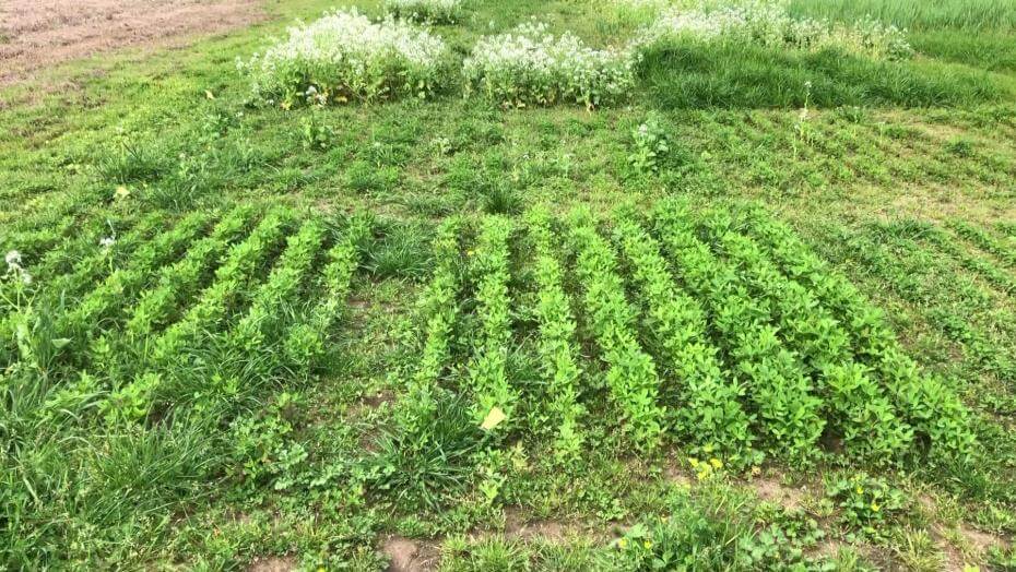 A field with various patches of vegetation.