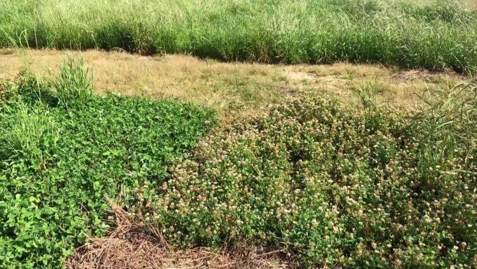 A field with various patches of vegetation.