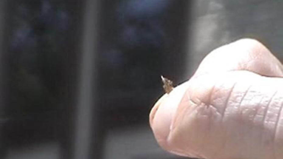 A very tiny grass seedling.