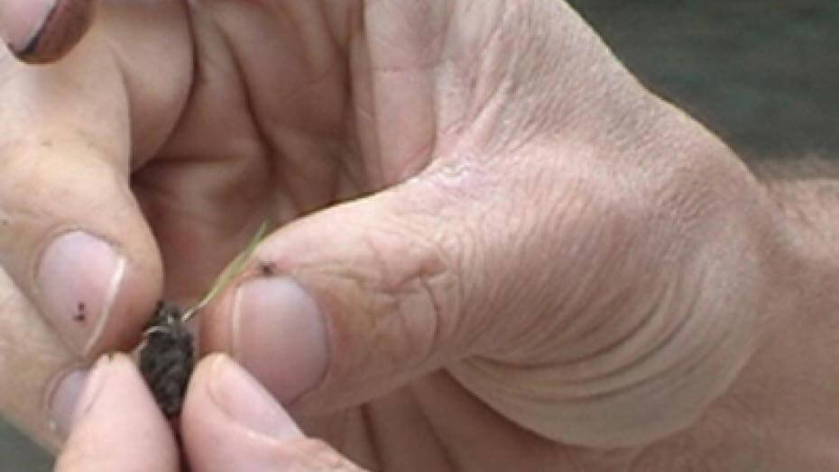 A very tiny grass seedling.