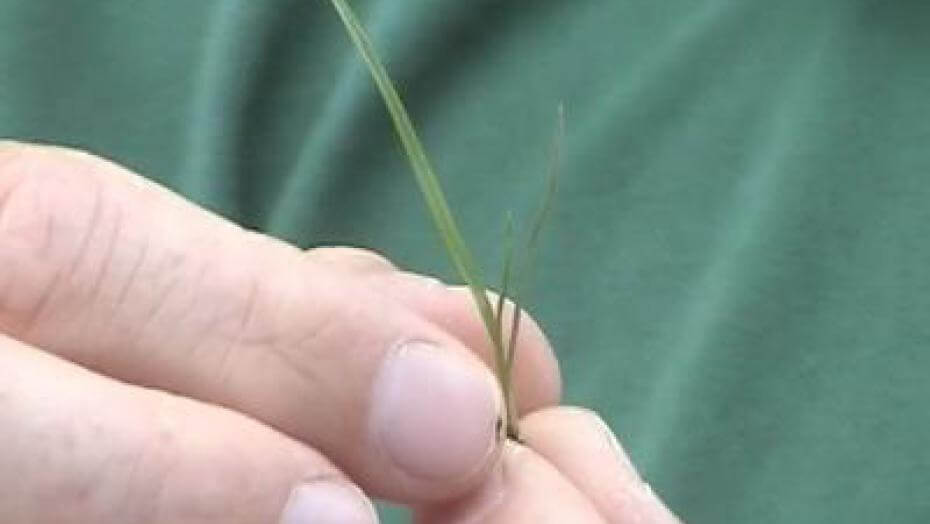 A tiny grass seedling.