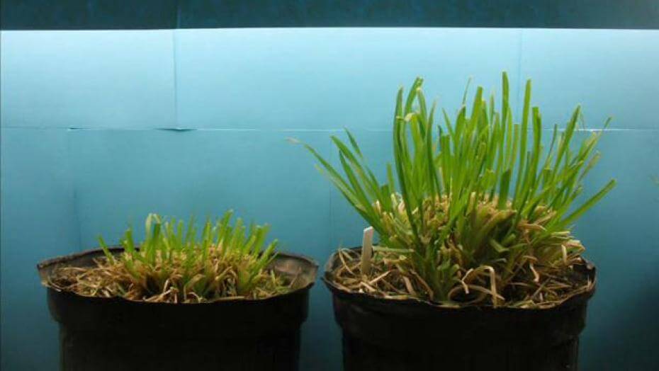 Time lapse of orchardgrass growing after being grazed