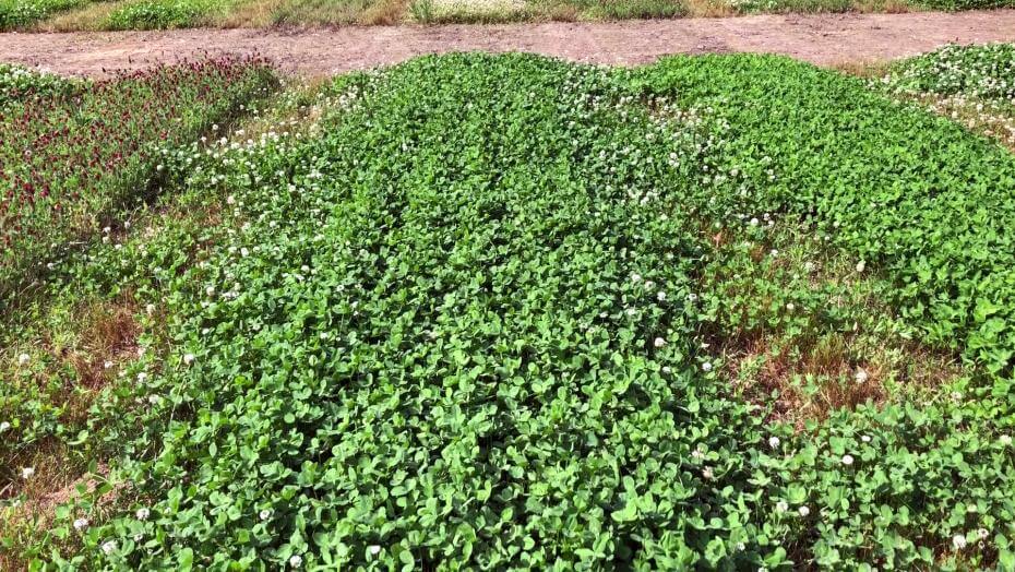 Cover Crop trial plots