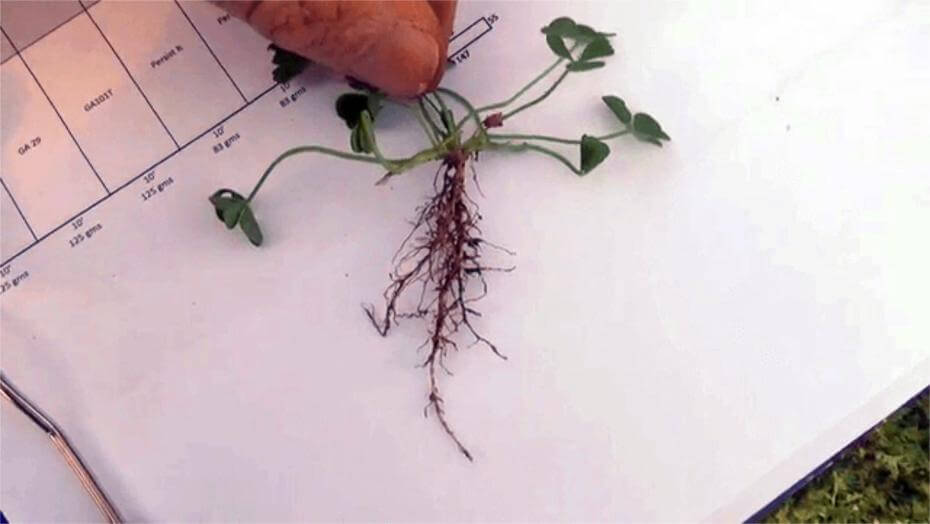 A close up of a small clover plant and roots