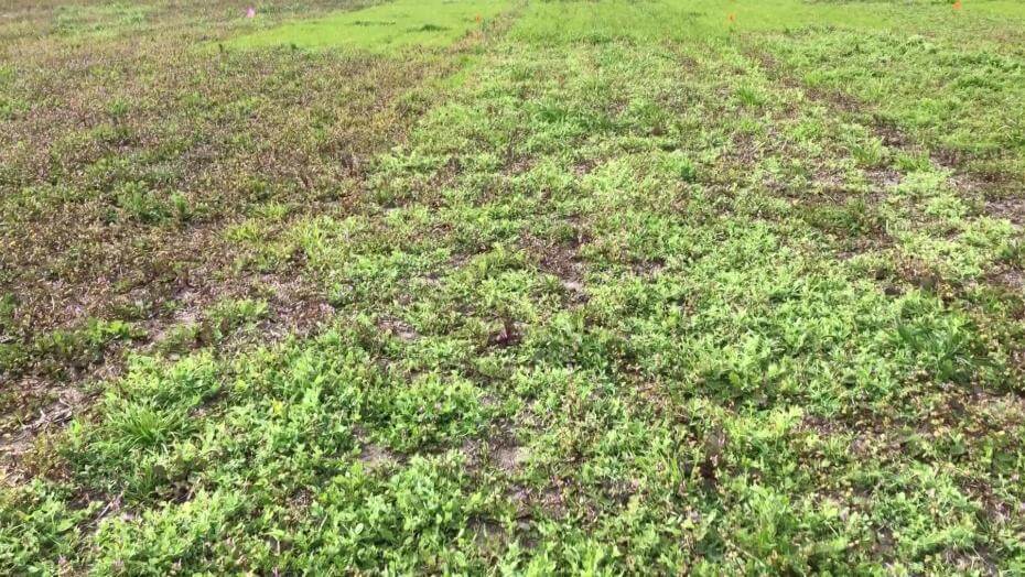 A field with various patches of vegetation.