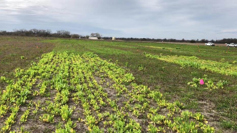A field with various patches of vegetation.