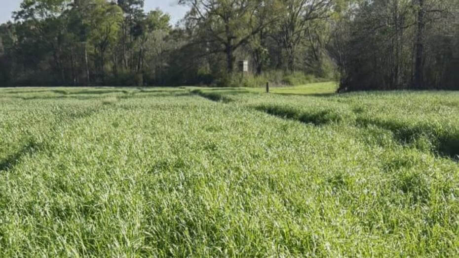 A field of tall, dense, green grass plants
