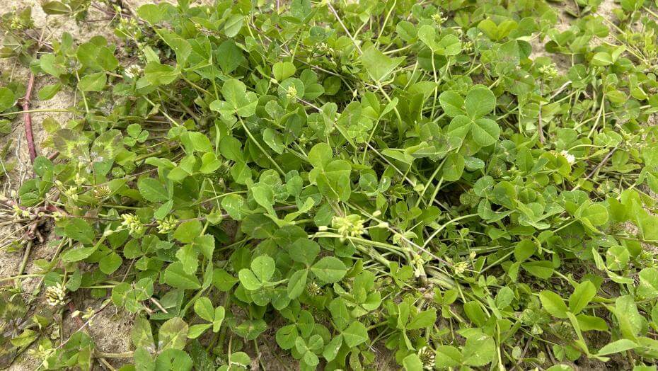 Closeup of Viper balansa clover