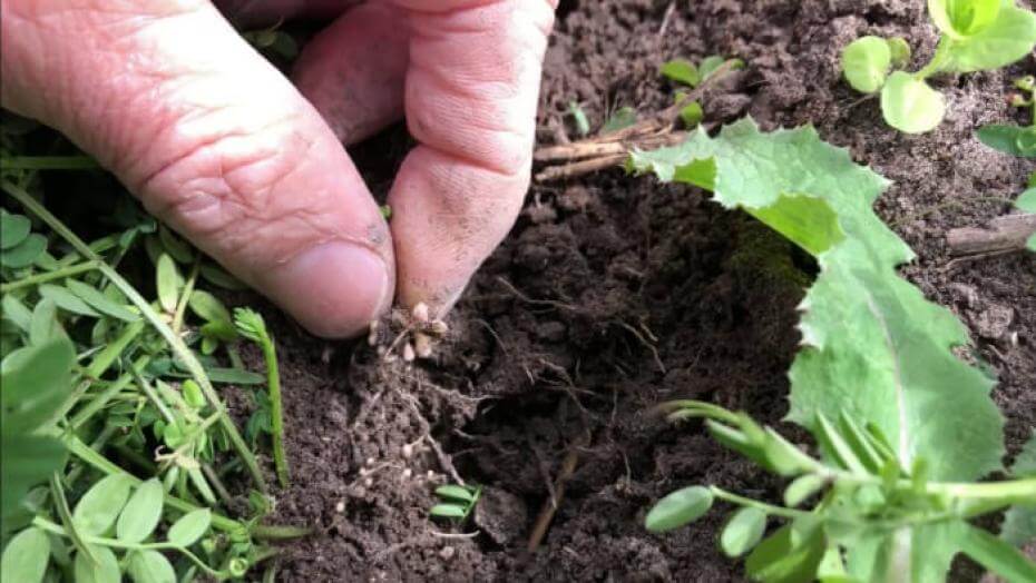 Hairy vetch roots with nodulation.