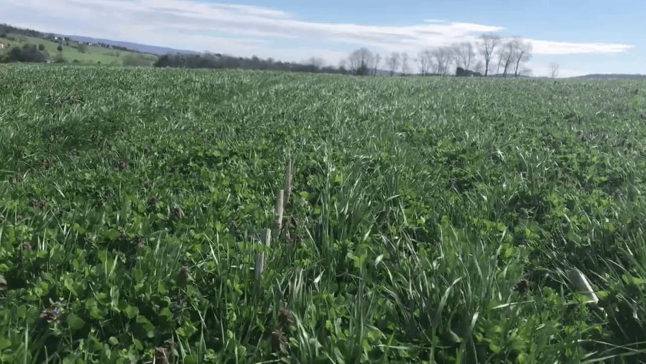 Lowboy and red clover mix as a cover crop