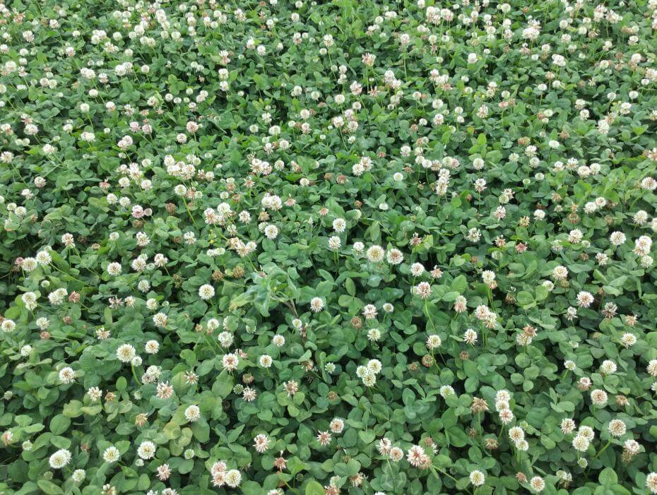 Intermediate clover