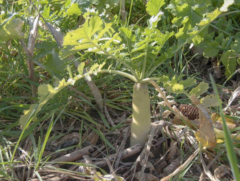 CCS 779 Cover Crop Radish